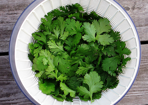 The Truth About Cilantro