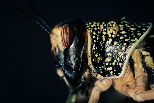 Stuff I Learned from a Guy who Eats Bugs