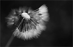 Planting Dormant Seeds